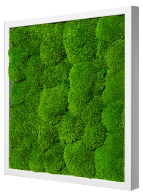 Produktbild von Moosbild Ball Design (35x35, weiß)