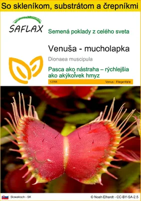Obrázok produktu pre SAFLAX Kultivačný set - Venuša - mucholapka - Dionaea muscipula - 10 Semená - S mini skleníkom, pestovateľským substrátom a 2 črepníkmi