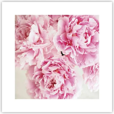 Produktbild von Poster - Poster ohne Rahmen - Pfingstrosen Blumenstrauß Blumen - 30x30 cm - Wand Bild - Wanddeko - Wandbilder - Kunstposter - Wandposter - Bilder - Kunstdruck - Wanddekoration - P2XAC30x30-4961