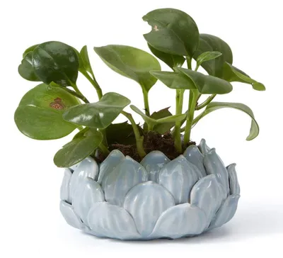 Zdjęcie produktu dla Ceramiczny doniczka na rośliny, idealna do kaktusów i sukulentów, kolor niebieski, 18 cm