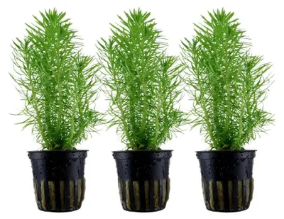 Produktbild von Aquarium Pflanze 3 Stück Pogostemon erectus Wasserpflanze Tropica Nr.053F Set