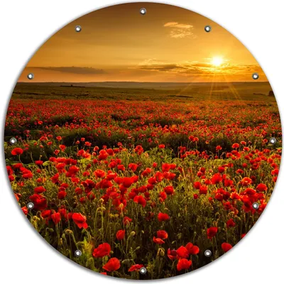 Produktbild von Wallario rundes Outdoor-Poster für Garten oder Balkon, Motiv Mohnblumenwiese bei Sonnenuntergang am Abend, 90 cm Durchmesser