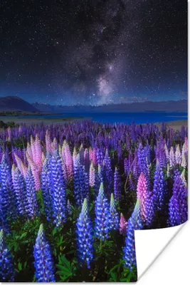 Produktbild von MuchoWow® Poster Blumen - Nacht - Lupine - Sternenhimmel - Lila - Natur 80x120 cm - Papierdruck