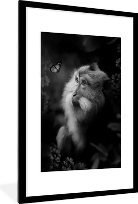 Produktbild von MuchoWow® Gerahmtes Poster Affe und Schmetterling im Dschungel - schwarz und weiß 60x90 cm - Poster mit Schwarzem Bilderrahmen Wandposter Rahmen Foto Bilder - Dekoration - Wandposter Wohnzimmer - Hochwertig