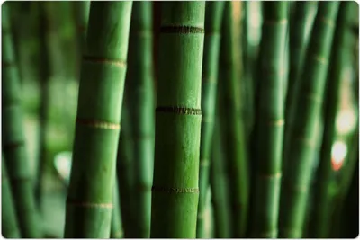 Produktbild von Küchenmatte 80x120 cm Vinylmatte Bodenmatte Dekoration - Bamboo Wald