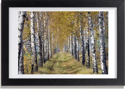 Produktbild von Bild 30x20 MDF-Rahmen, Wandkunst Birken im Herbst