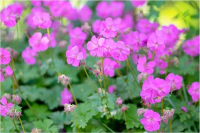 Produktbild von Stauden Gänge 3 x Geranium cantabrigiense 'Karmina' - Cambridge Storchschnabel - Rosa Blüten, die Schmetterlinge und Bienen anziehen