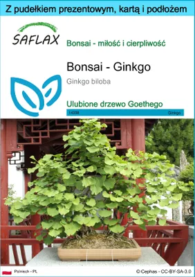 Zdjęcie produktu dla SAFLAX - Zestaw prezentowy - Bonsai - Ginkgo - 4 Nasiona - Z pudełkiem upominkowym, etykietą wysyłkową, kartą podarunkową i podłożem uprawowym - Ginkgo biloba