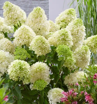 Produktbild von Rispenhortensie ´SKYFALL®´ 40-50 cm, Cont. 3 l