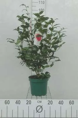 Produktbild von Camellia japonica in soorten-en var - Camellia japonica in Sorten und Varietäten 60- 80 cm Container