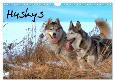 Produktbild von Huskys (Wandkalender 2027 DIN A4 quer), CALVENDO Monatskalender