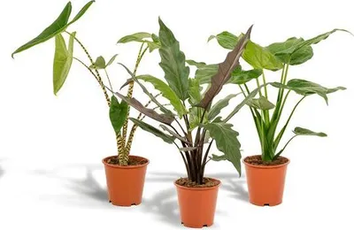 Obrázok produktu pre Sada Alocasia Zebrina Ø19cm Ø75cm + Cucullata Ø19cm Ø60cm + Lauterbachiana