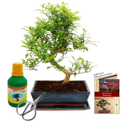 Image de Bonsaï - Zanthoxylum piperitum - environ 12-15 ans - pot de 30 cm - coffret cadeau avec engrais et ciseaux