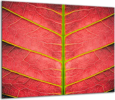 Produktbild von Herdabdeckplatten Glaskeramikkochfeld-Abdeckung Spritzschutz Glas 60x52cm Rot Blume
