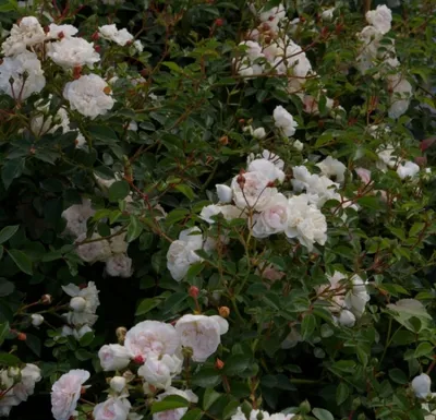 Produktbild von Bodendeckerrose Swany® - Rosa Swany® - weiß - Meilland-Rose -
