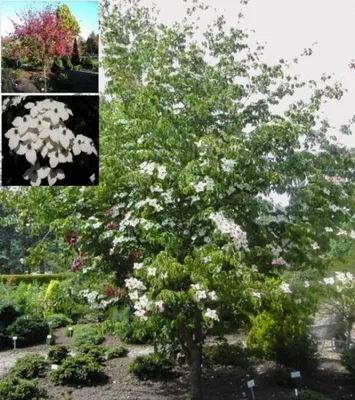 Produktbild von Chinesischer Blumenhartriegel Wieting's Select - Cornus kousa chinensis - 40-60cm