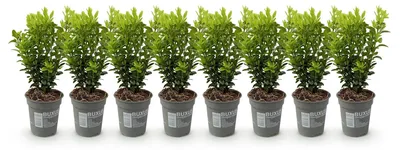Image de Green boutiQ - Plantes de haie - Buxus sempervirens -  feuillage vert - 8 plants - 1 mètre linéaire - à feuillage persistant - pot de 9 cm, hauteur 20-25 cm