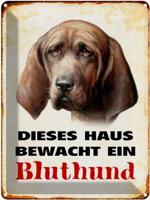 Produktbild von vianmo Blechschild 40x30 cm Hund dieses Haus bewacht ein Bluthund