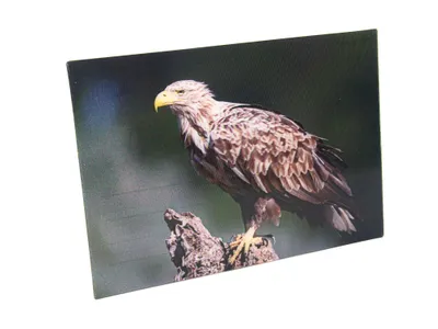 Produktbild von 3 D Ansichtskarte Seeadler, Postkarte Wackelkarte Hologrammkarte Tiere Tier Vogel