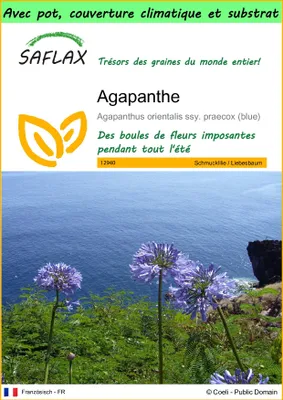 Image de SAFLAX Garden to go - Agapanthe - 50 graines - Agapanthus
