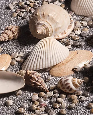 Produktbild von Wallario Sticker / Aufkleber für Kühlschrank / Geschirrspüler / Küchenschränke, selbstklebende Folie - 60 x 80 cm, Motiv: Muscheln am Strand