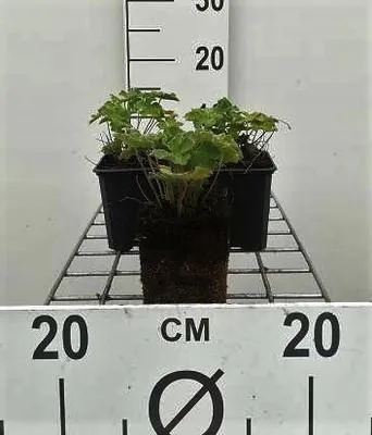 Obrázok produktu pre 6 x Geranium renardii - Žeriavovník - kvetináč 9 x 9 cm