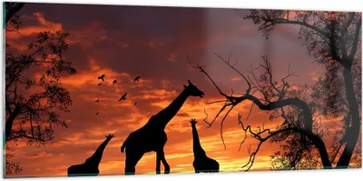 Produktbild von Bilder auf glas - Giraffe Afrika Sonne Safari - 120x50cm - Glasbilder - Wandbilder - Kunstdruck - zum Aufhängen bereit - Wanddekoration aus Glas - Glas Bilder - Wandbild auf Glas - GAB120x50-0507