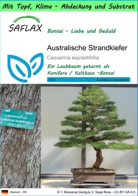 Produktbild von SAFLAX Garden to go - Australische Strandkiefer - Casuarina equisetifolia - 200 Samen - Mit Topf, Klima - Deckel und Anzuchtsubstrat