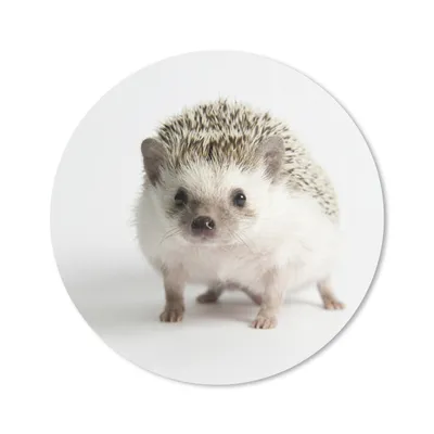 Produktbild von MuchoWow® Mauspad Mousepad Igel - Weiß - Nase 20x20 cm - Mousepads - Maus Mat - Pad - Mausunterlage - Schreibtischmatte