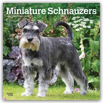 Produktbild von Miniature Schnauzers - Zwergschnauzer 2027 - 16-Monatskalender