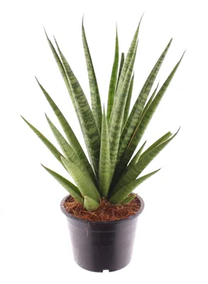 Produktbild von Sansevieria trifasciata Pineapple 40cm Zimmerpflanze