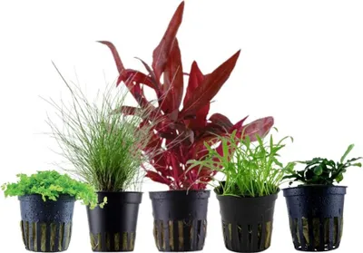 Produktbild von Pflanzen Set mit 5 Vordergrund Topf Aquarium Wasserpflanzen AquaOne Nr.113