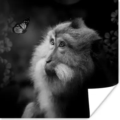 Produktbild von MuchoWow® Poster Schmetterling - Tiere - Affe - Schwarz - Weiß 75x75 cm - Wand Dekoration