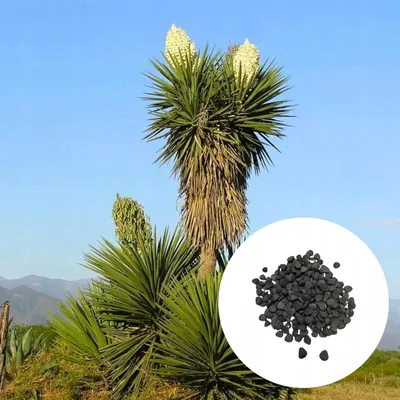 Obrázok produktu pre Semená Yucca Treculeana - balenie 5 ks - Exotické semená - Mrazuvzdorná - Juka Treculovej