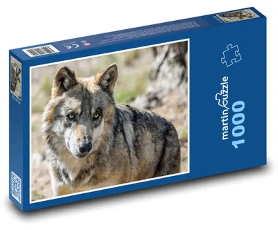 Obrázek produktu pro Puzzle 1000 Šedý vlk v přírodě - martinpuzzle