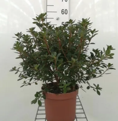 Image de Azalea japonica - Azalée du Japon 30-40 cm