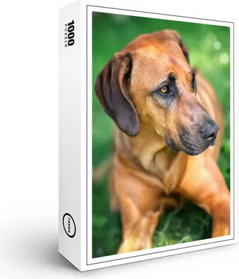Produktbild von raxxa Premium-Puzzle "Rhodesischer Ridgeback-Hund", 1000 Teile