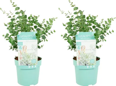 Two potted eucalyptus plants with informational tags.