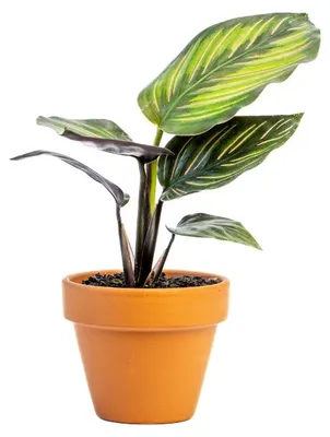 Obrázok produktu pre Gardners Calathea Beautystar, priemer 6 cm