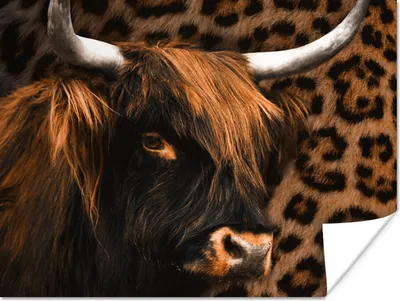 Produktbild von MuchoWow® Poster Schottischer Highlander - Schwarz - Pantherdruck 160x120 cm - Foto Plakat