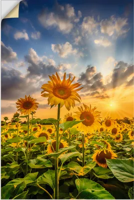 Produktbild von ARTland Wandbild, selbstklebend Sonnenblumen im Sonnenuntergang Größe: 80x120 cm