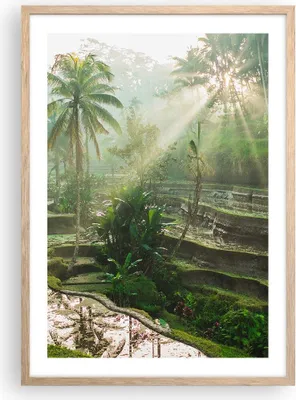 Produktbild von Gerahmtes Poster - Rahmen in heller Eiche - Terrassen Reis Palmen - 50x70 cm - Wand Bild - Wanddeko - Wandbilder - Kunstposter - Wandposter - Bilderrahmen - Bilder - Kunstdruck - P2NPA50x70-4665