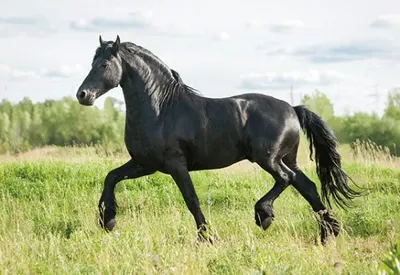 Produktbild von 3 D Ansichtskarte schwarzes Pferd, Postkarte Wackelkarte Hologrammkarte Tiere Tier Pferde