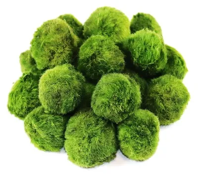 Obrázek produktu pro Gardners Set řasokoulí 20 ks