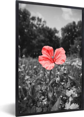 Produktbild von MuchoWow® MuchoWow® Gerahmtes Poster Blumen - Rosa - Schwarz - Weiß 60x90 cm - Poster mit zchwarzem Bilderrahmen - Kunst