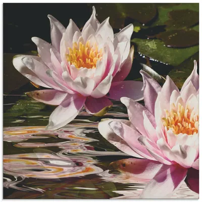 Produktbild von ARTland Glasbild Wasserlilie Größe: 20x20 cm