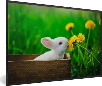 Produktbild von MuchoWow® Gerahmtes Poster Kaninchen - Löwenzahn - Gras 90x60 cm - Poster mit Schwarzem Bilderrahmen Wandposter Rahmen Foto Bilder - Fotorahmen - Foto-Plakat