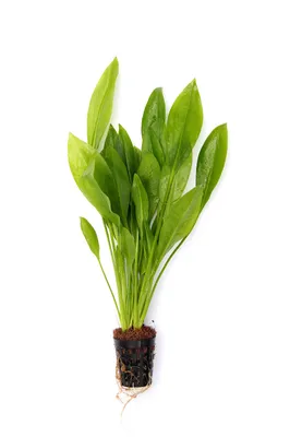 Produktbild von Echinodorus grisebachii Bleherae Grosse Amazonas - Schwertpflanze
