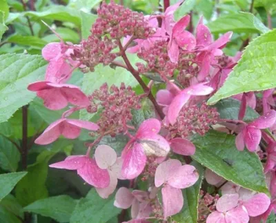 Produktbild von Rispenhortensien Wim`s Red® - Hydrangea paniculata Wim´s Red® - duftend - 60-80cm
