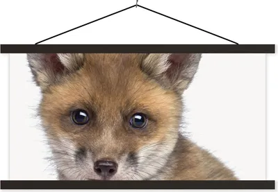 Produktbild von MuchoWow® Textilposter Fuchs - Tiere - Jungtier - Jungen - Mädchen - Kind 90x45 cm mit schwarzem Rahmen - Klemmleisten
